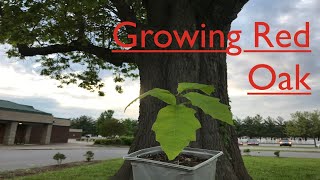 How to grow Red Oak trees from seed [upl. by Irahcaz]