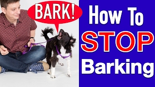 How to Train your Dog to STOP BARKING [upl. by Madge]