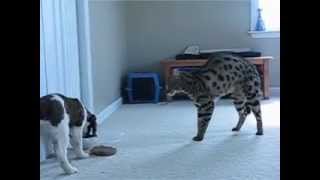 F1 Savannah Cat meets Puppy [upl. by Stark]