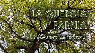 Quercia farnia Quercus robur [upl. by Nylzzaj169]