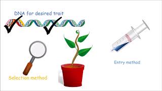 How to Make a Genetically Modified Plant [upl. by Heriberto]