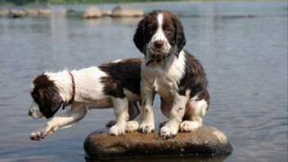 English Springer Spaniels [upl. by Kciv]