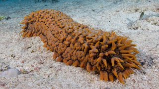 Facts The Sea Cucumber [upl. by Egrog898]