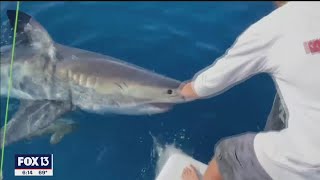 Great white shark bites boat in Gulf waters off Tampa Bay [upl. by Llekcor]