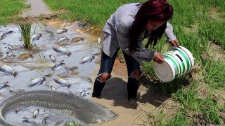 Smart Girl Catching A Lot of Fish By Hand  Cambodia Traditional Fishing [upl. by Adalard]