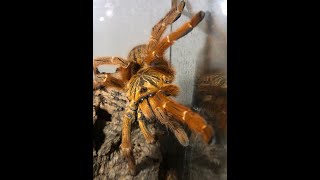 OBT babies and there removal [upl. by Nuawtna725]