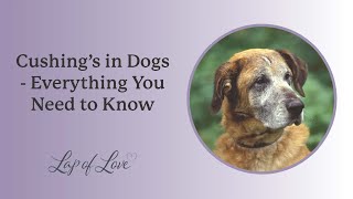 Cushings in Dogs  Everything You Need to Know [upl. by Quackenbush]