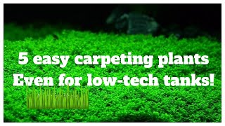 5 Easy LowTech Carpeting Plants For Your No Co2 Aquascape [upl. by Norrab244]