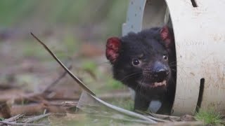 First Tasmanian Devils Born in Australia In 3000 Years [upl. by Nillad]