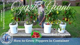 How to Grow Peppers in Containers PROGRESSION Growing Guide [upl. by Halladba]