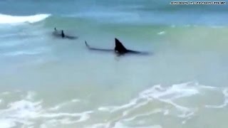 Watch Sharks spotted at Florida beach [upl. by Nage]