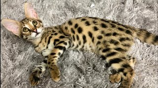 🤔 So you want a Savannah Cat [upl. by Aihsit]