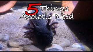 5 Things Axolotls Need  Axolotl Care For Beginners [upl. by Llednav]