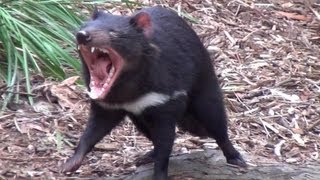 The wild Tasmanian Devil [upl. by Berman]