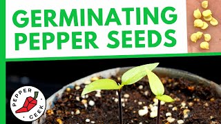 Germinating Pepper Seeds FAST  How To Plant Pepper Seeds [upl. by Veejar]