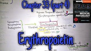 Erythropoietin  Chapter 33 part 49 Guyton and Hall text book of physiology [upl. by Shaeffer]