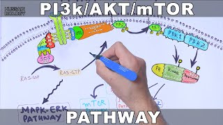 PI3kAKTmTOR Pathway [upl. by Tlevesor]