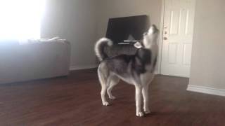 My Husky Sequoia Howling while Home Alone [upl. by Ermina]