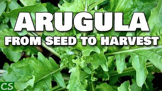 Growing Arugula From Seed to Harvest [upl. by Landel]