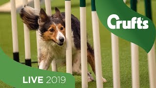 Crufts 2019 Day 1  Part 1 LIVE [upl. by Nyladnar852]