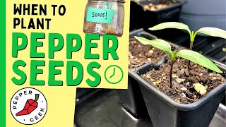 When To Plant Pepper Seeds Indoors  Pepper Geek [upl. by Martyn]