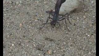 Wasp Laying Eggs in a Caterpillar [upl. by Nylyram]