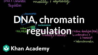 DNA and chromatin regulation  Biomolecules  MCAT  Khan Academy [upl. by Yv]