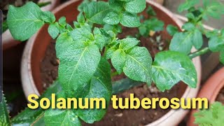 All about solanum tuberosum [upl. by Entroc]