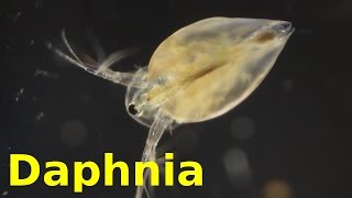 Daphnia [upl. by Eeral]