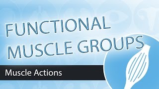 Muscle Actions Functional Groups [upl. by Anirdna]