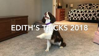 Springer Spaniel Tricks [upl. by Ginelle]