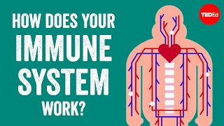 How does your immune system work  Emma Bryce [upl. by Yenetruoc]