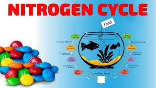 THE AQUARIUM NITROGEN CYCLE [upl. by Mur]