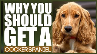 WHY YOU SHOULD GET A COCKER SPANIEL [upl. by Gnehc224]