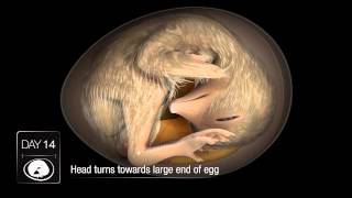 Chicken Embryo Development [upl. by Einahpets430]