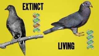 The Science Behind Deextinction [upl. by Inacana599]