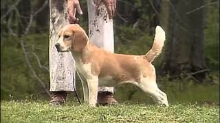 Beagle  AKC Dog Breed Series [upl. by Manon860]