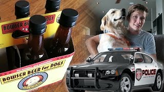 Koda Stops a Robber Trying Dog Beer and a HUGE ANNOUNCEMENT SCS 71 [upl. by Elbys131]