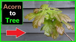 How to Grow an English Oak Tree from an Acorn  Seed  Nut [upl. by Milah]