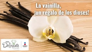 Propiedades y beneficios de la Vainilla  Cocina Delirante [upl. by Griff]