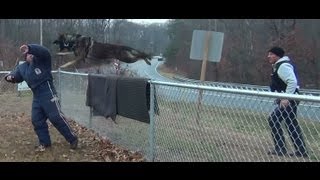 Police K9 training Patrol dog school 2011 [upl. by Wildermuth189]