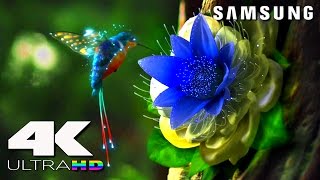 4K ULtra HD  SAMSUNG UHD Demo׃ LED TV [upl. by Asseralc]