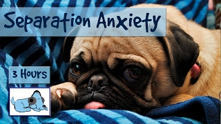 Over THREE Hours of Relaxation for Dogs with Separation Anxiety Calm Your Dog While Youre Away [upl. by Meris]