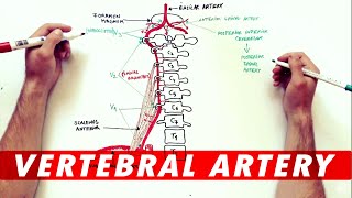 Vertebral Artery  Anatomy Branches amp Relations [upl. by Airahcaz]