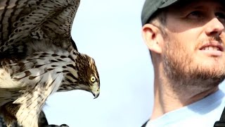 Passage Coopers Hawk Hunting Falconry with Oliver Connor [upl. by Cletus277]