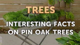 Interesting Facts on Pin Oak Trees [upl. by Lebama]