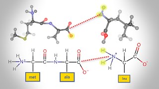 Peptide Bond Formation  Animation [upl. by Emily]