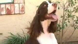 English Springer Spaniel [upl. by Spencer]