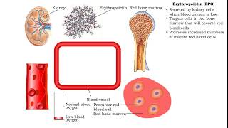 Red Blood Cells  Erythropoietin EPO [upl. by Nnaarual]