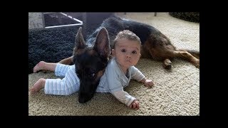 Dogs Protects Babies and Kids Compilation 2018  The best Protection Dogs [upl. by Marv]